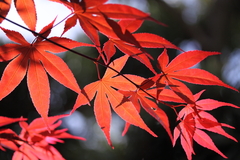 真夏の紅葉。