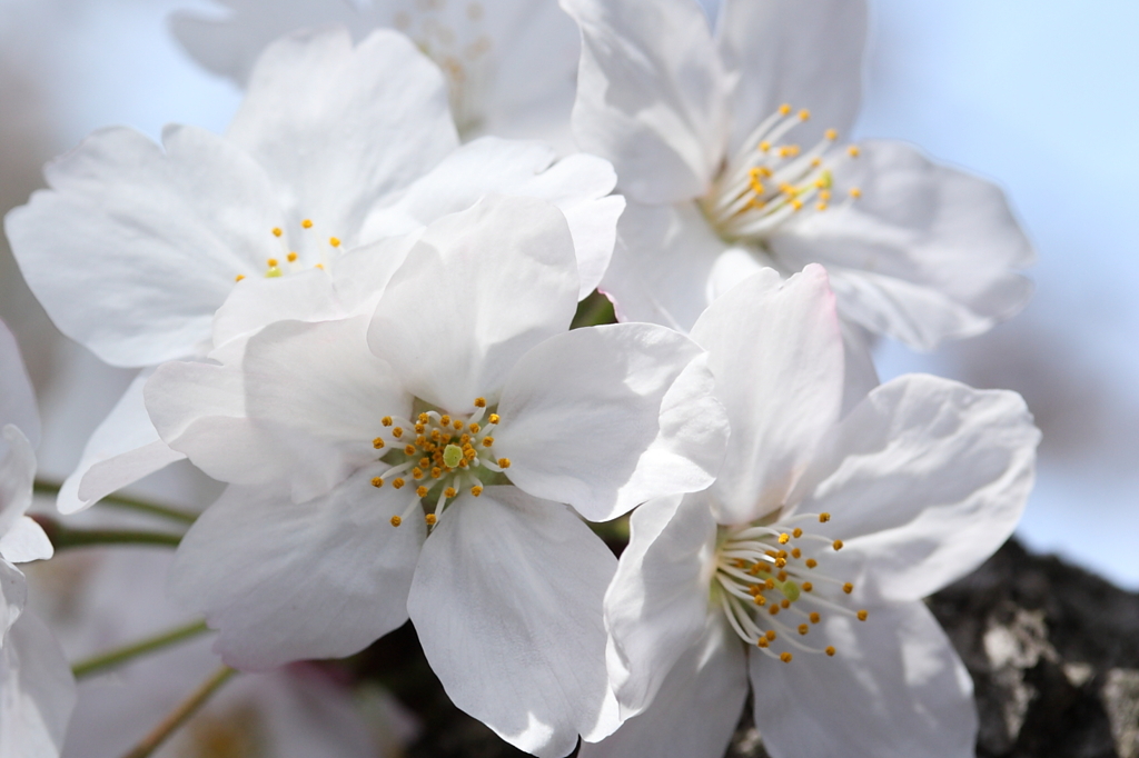 せっかくなのでマクロで桜