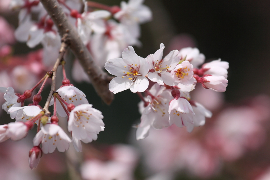 枝垂桜アップ