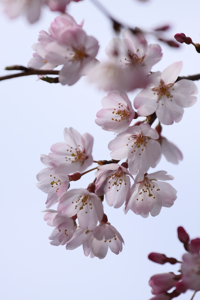 枝垂桜　その２