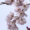 枝垂桜　その２