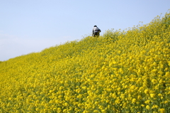 江戸川の　からし菜