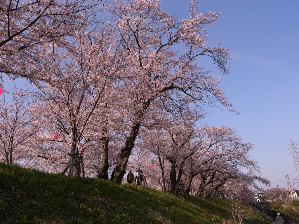 桜日和