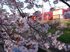 電車と桜