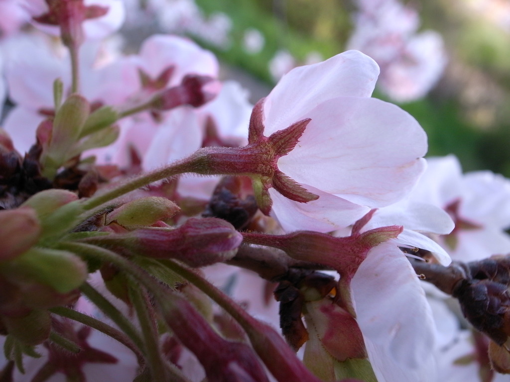 裏桜