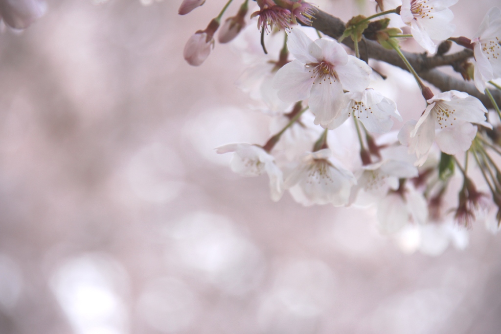 桜・さくら・sakura