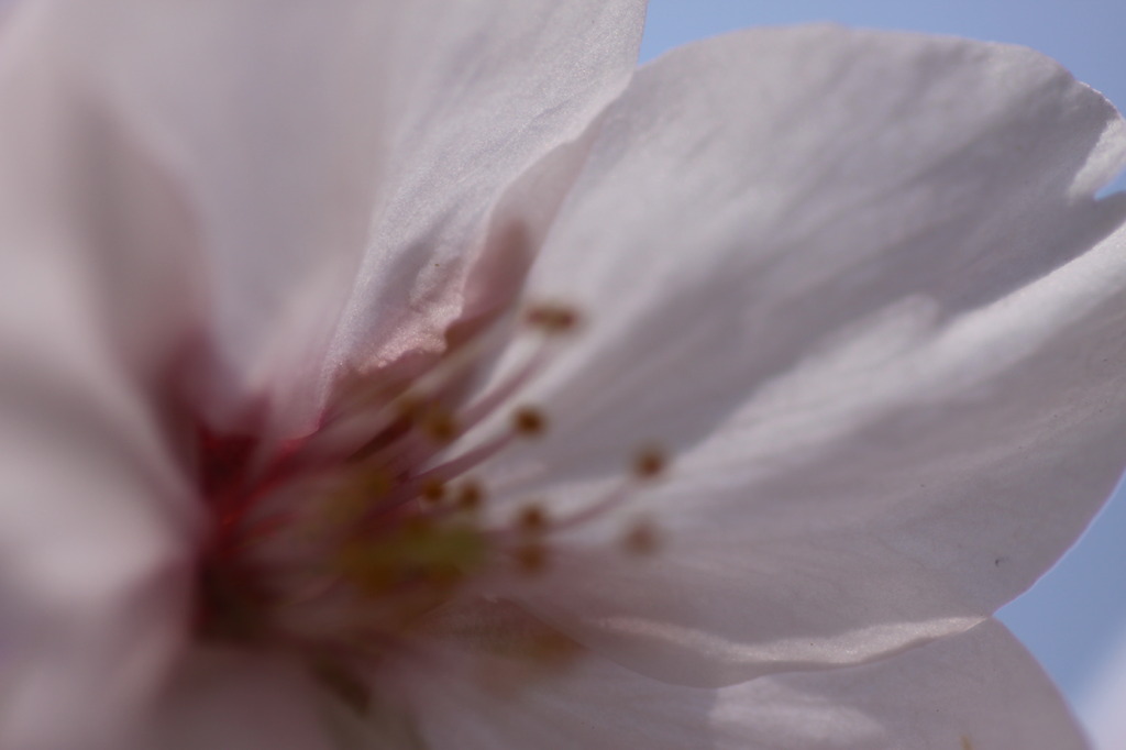 花まつり