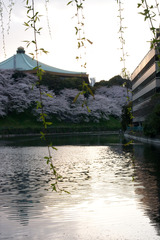 IMGP5525