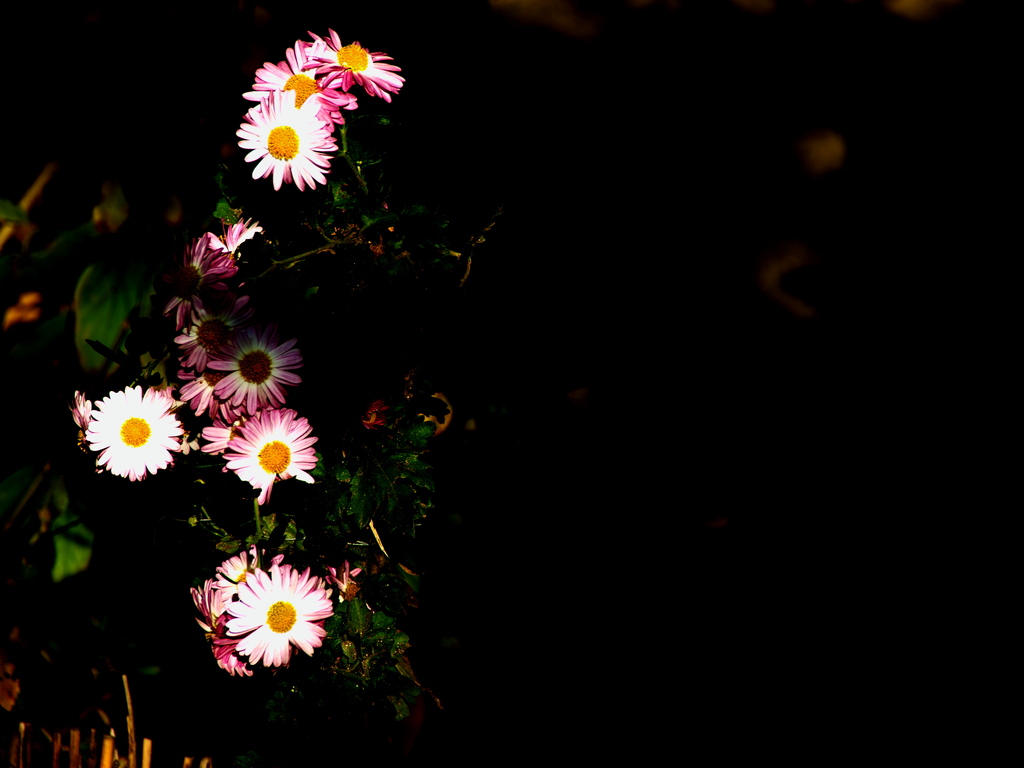 flower