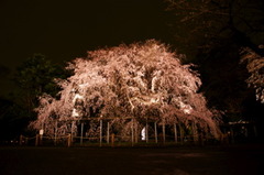 枝垂夜桜