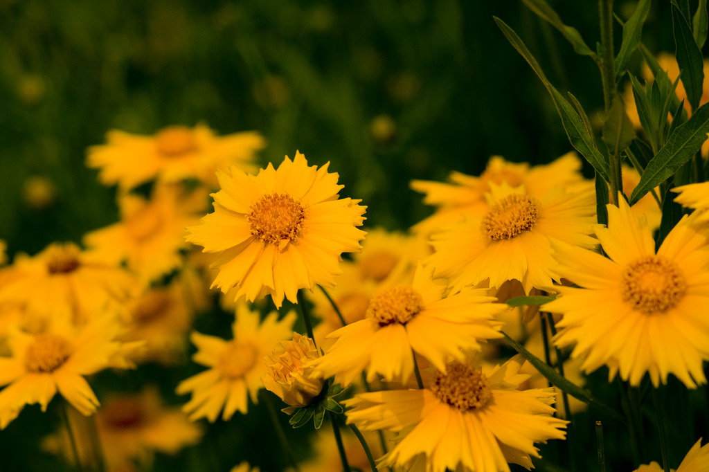 sunflower