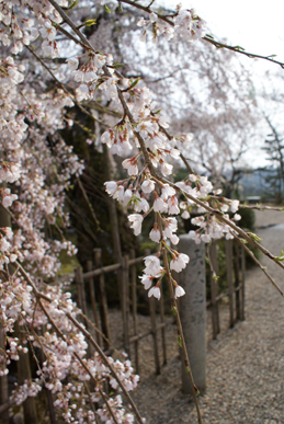 吉野