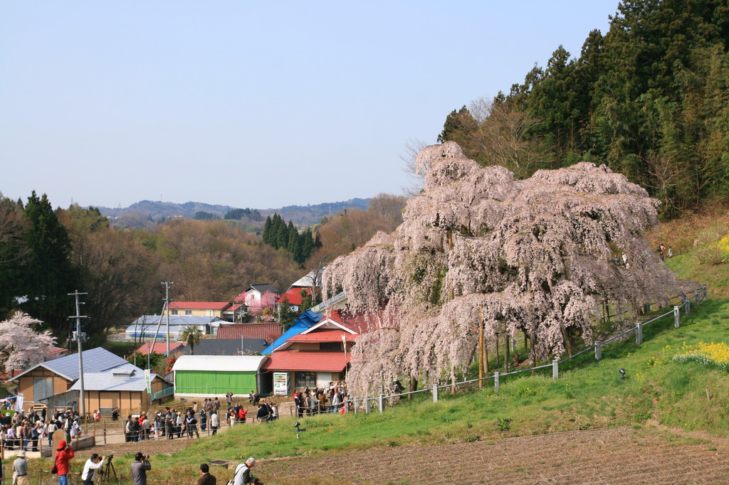 滝桜２