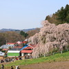 滝桜２