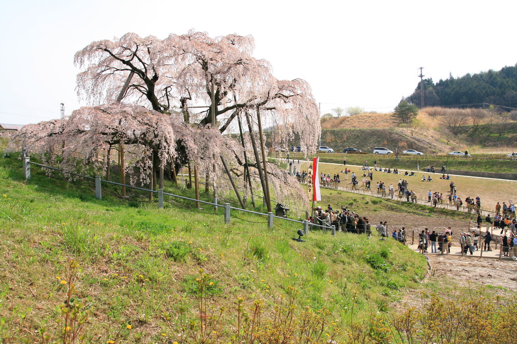 滝桜１