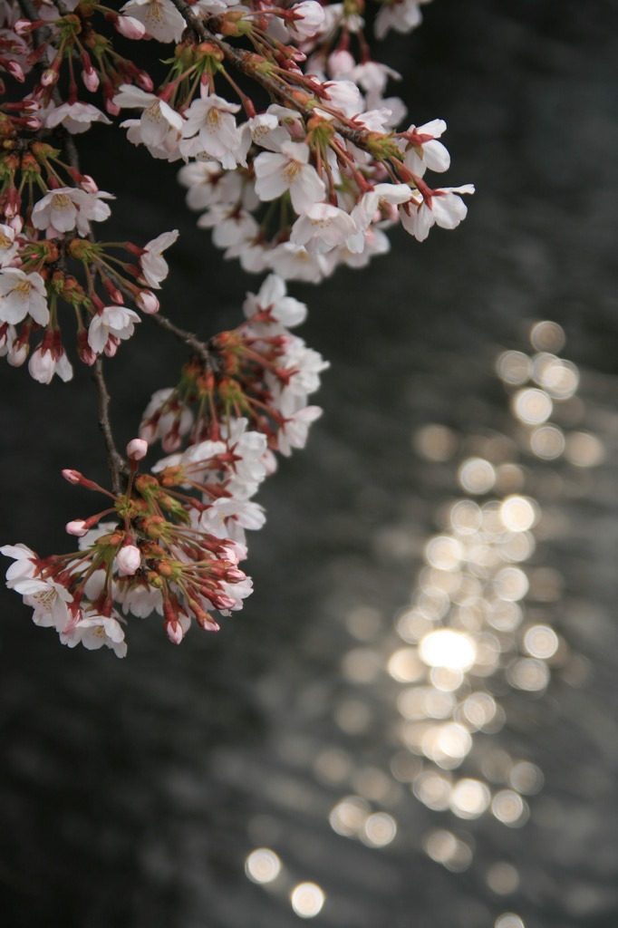 SAKURA　２