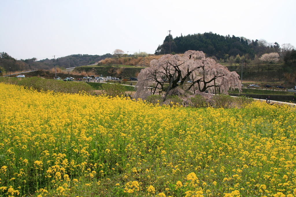 滝桜３