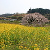 滝桜３