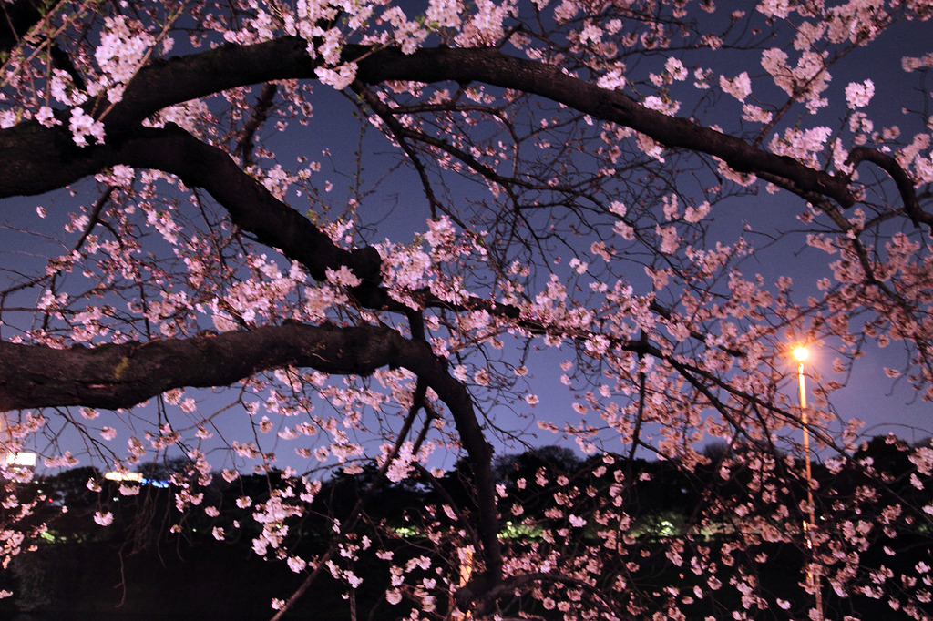 千鳥ヶ淵ー夜桜