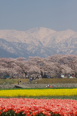 チューリップ　菜の花　桜　山　空