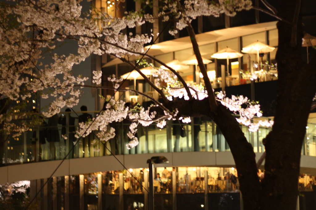 夜桜＠midtown