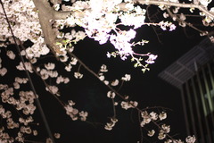 夜桜＠midtown