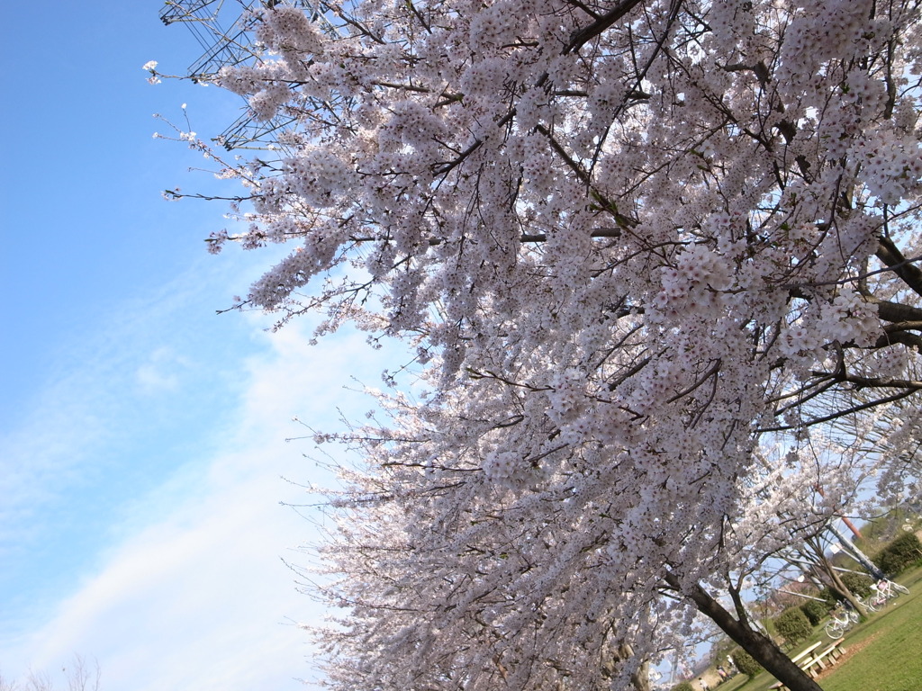 sakura