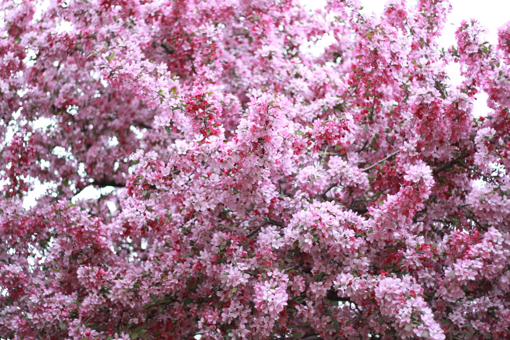 5月の桜？　さるすべり？