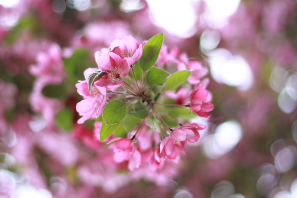 5月の桜？　さるすべり？2