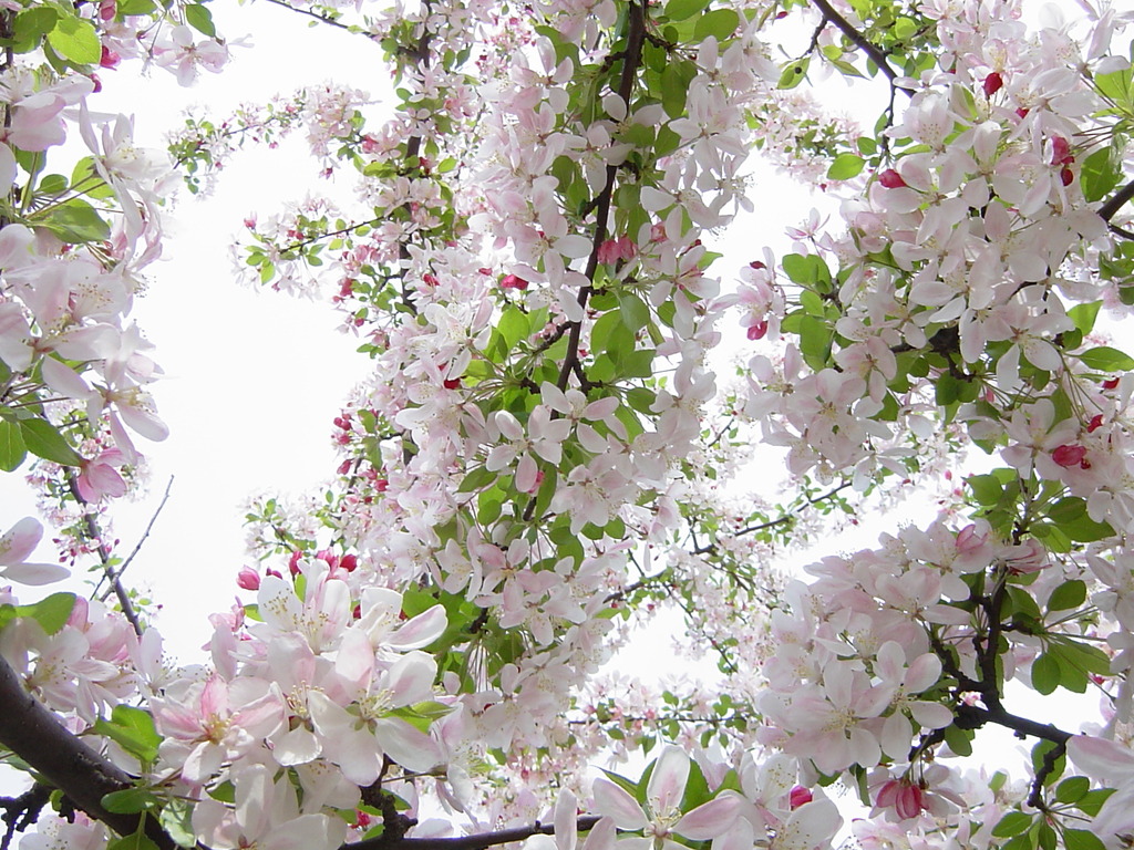地元の桜
