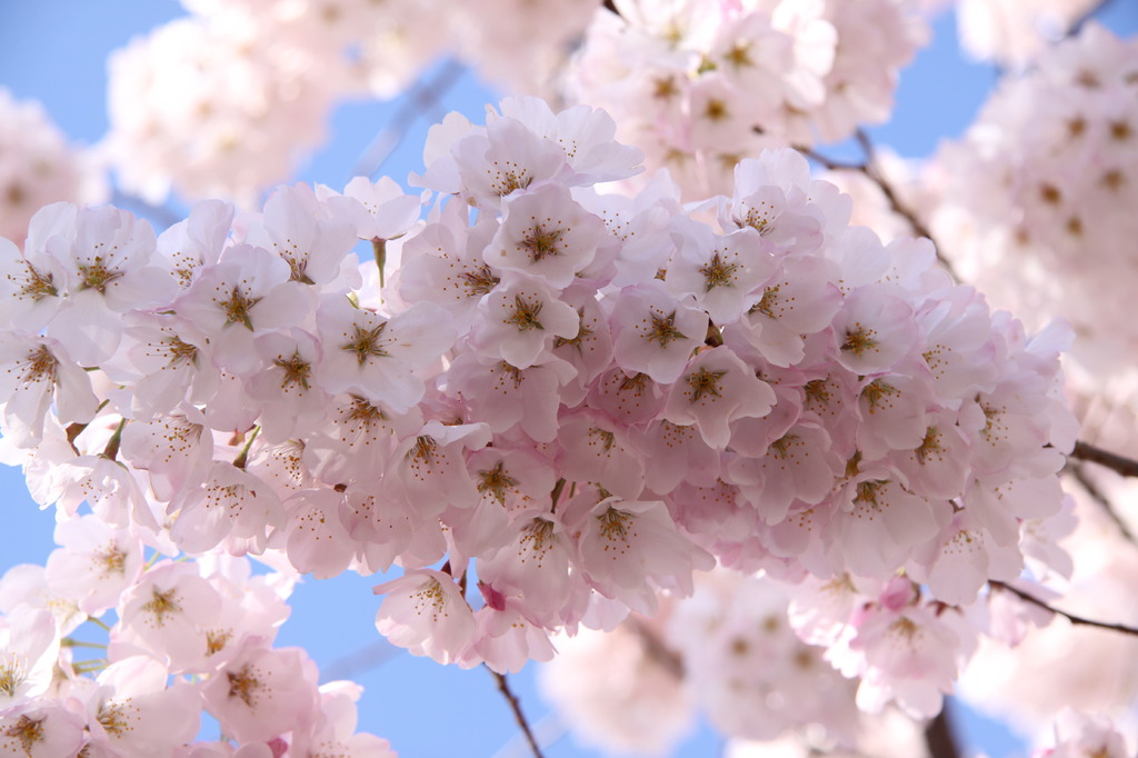 Washington D.C.の桜3