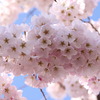 Washington D.C.の桜3