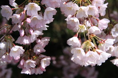 washington D.C. の桜