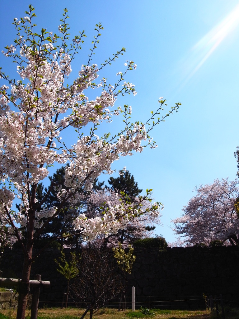 SAKURA