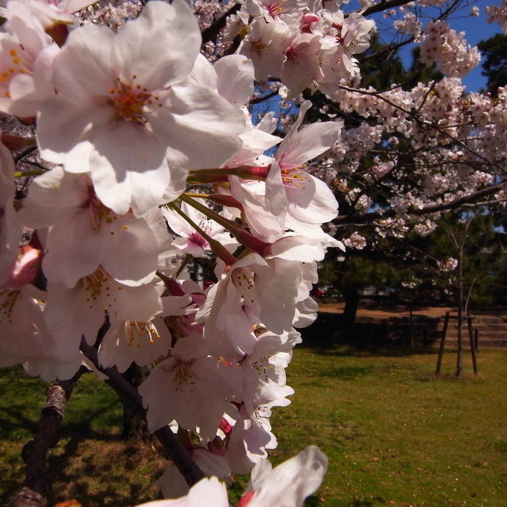 SAKURA