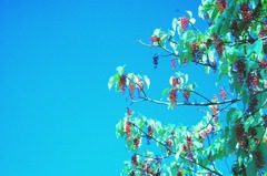 11.11.04 昭和記念公園　★