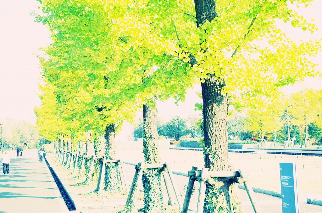 11.11.04 昭和記念公園　★