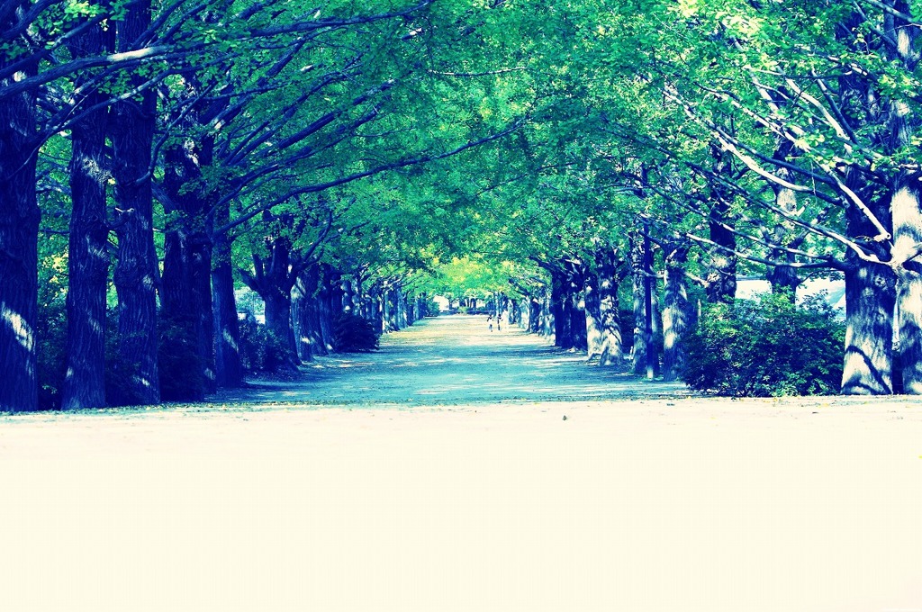 11.11.04 昭和記念公園