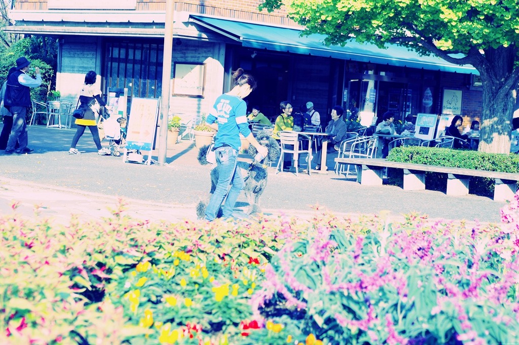 11.11.04 昭和記念公園