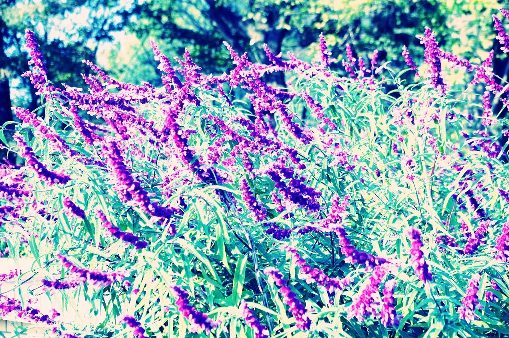 11.11.04 昭和記念公園　★