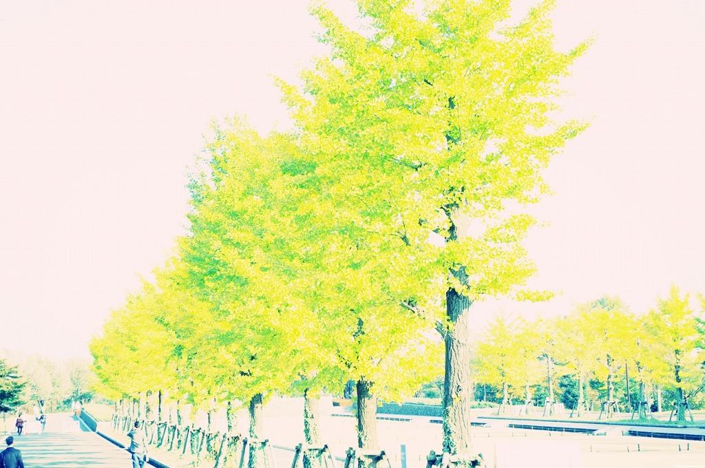 11.11.04 昭和記念公園　★