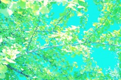 11.11.04 昭和記念公園