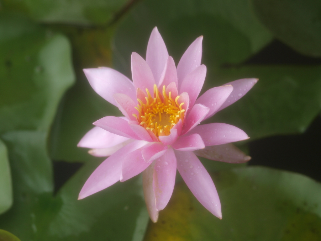 蓮の花