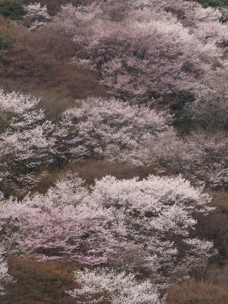 山を彩る