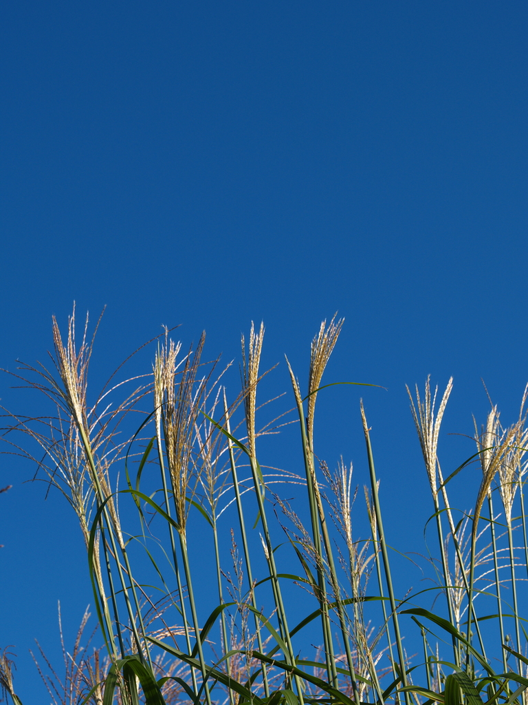 秋の空3