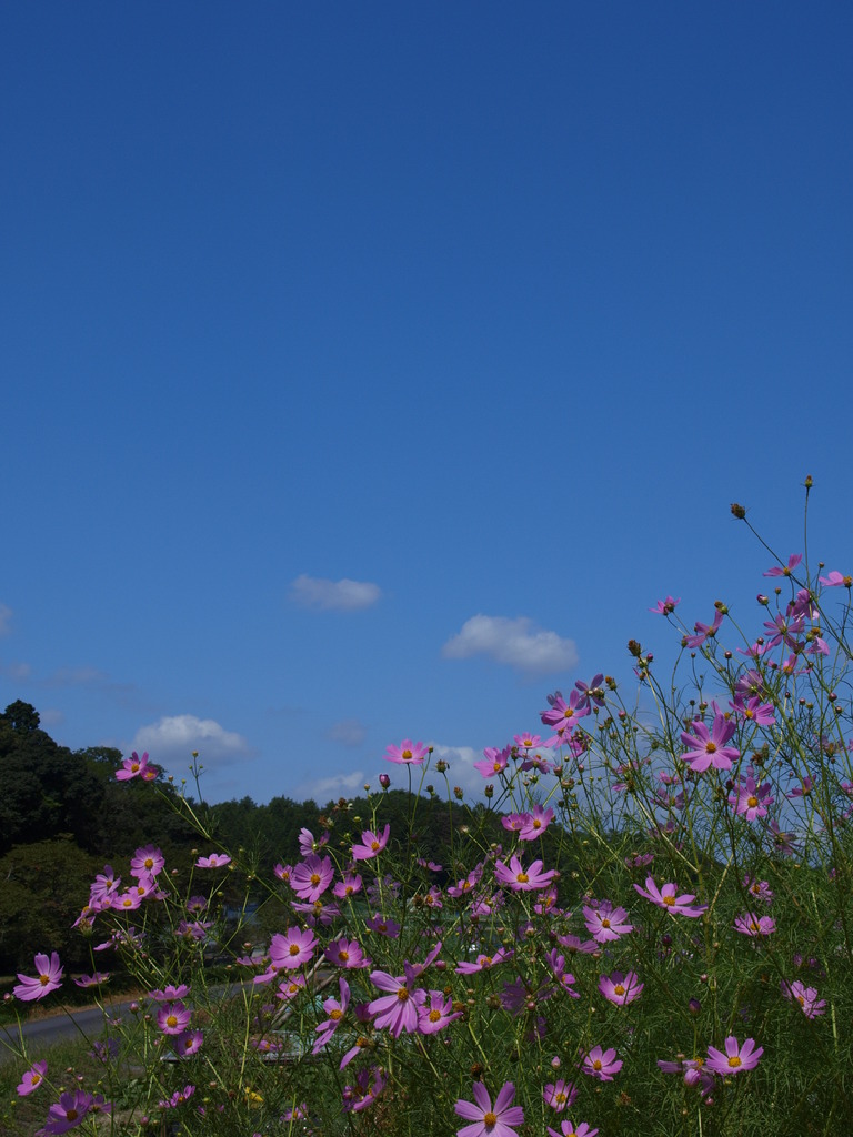 秋の空