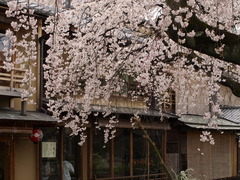 町屋の桜