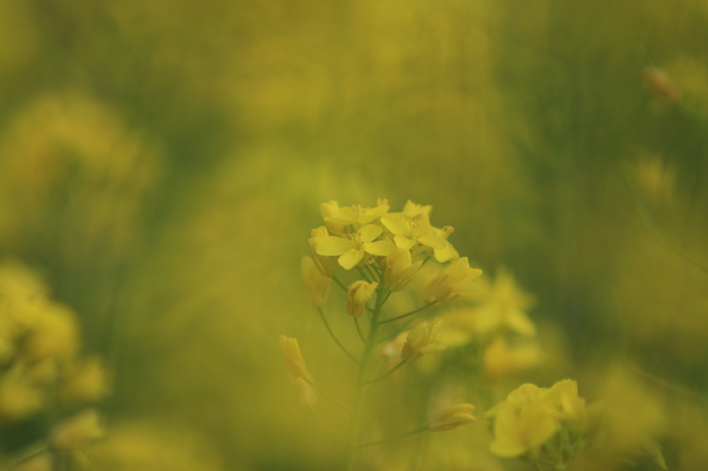 菜の花の中の菜の花