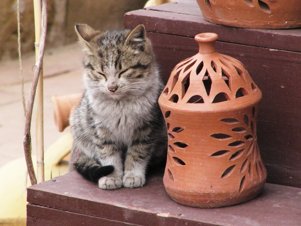 おき猫