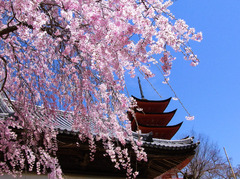 宮島の桜